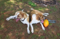 Tripawd Cooper Mandell and Sibling