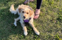 Tripawd Toby T in purple harness