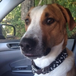 Tripawd Cooper Mandell