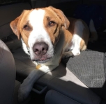 Tripawd Cooper Mandell