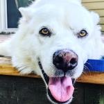 Tripawd Husky Takoda