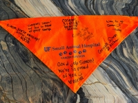 Tripawd Schnauzer Simon Floyd Cancer Graduation Bandanna