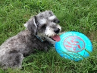 Tripawd Mini Schnauzer Piper (Image: Kelly Mullins)