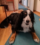 Izzie Bernese Mountain Dog Tripawd