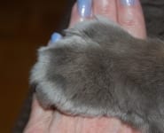 Cat Amputation Leg