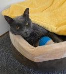 Jack the three legged cat before amputation surgery