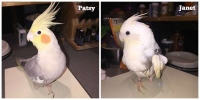amputee cockateil birds