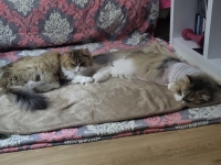 Jolie and Mignon