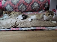 Jolie andMignon