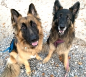 Tripawd Kaiserin and Schultz