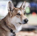 Tripawd Kawi