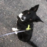 dog toe amputation