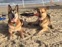Amputee German Shepherd Lacey