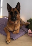 German Shepherd Amputee Luca