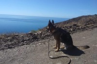 German Shepherd Tripawd Luca