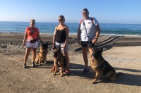 German Shepherd Tripawd Luca