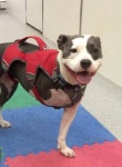 Lulu
