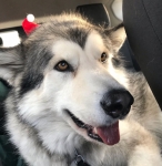Tripawd Malamute Luna