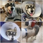 Miskia Rescue Tripawd