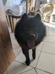 Mizakeen Latner the Tripawd