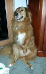 Murphy