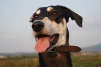 Tripawd Nicky