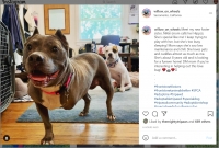 Sacramento Tripawd adoption dog Nikki