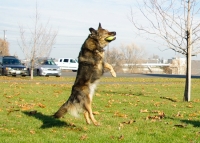 Tripawd jumping