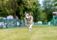 Goose AKC FastCAT Tripod
