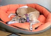 Orinoco the Tripawd Greyhound
