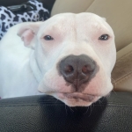 Phoebe Tripawd Pittie