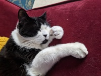 Amputee senior cat Luanne