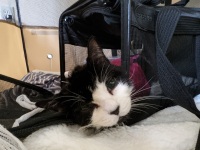 Amputee senior cat Luanne