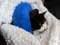 Amputee senior cat Luanne