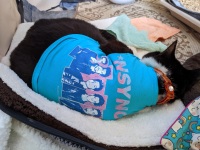 Amputee senior cat Luanne