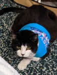 Amputee senior cat Luanne