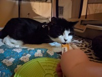 Amputee senior cat Luanne