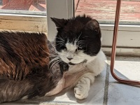 Amputee senior cat Luanne