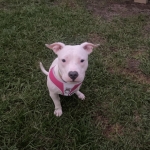 Phoebe Tripawd Pittie