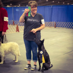 Pi Epperson Tripawd Rescue Doing Dog Sports