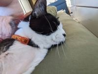 Amputee senior cat Luanne