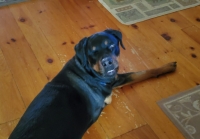 Rocky the blind Tripawd