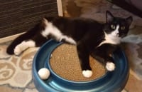 Adopt Sally the Tuxedo Tripawd Rescue Cat