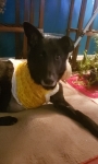 Tripawd German Shepherd Zeke