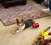 Shadow the Tripawd Corgi