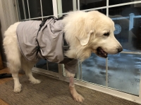Giant Breed Tripawd Sheldon