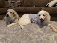 Sheldon and Sibling