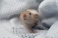 Domestic rat Tripawd Stompie