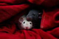 Domestic rat Tripawd Stompie