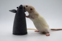 Domestic rat Tripawd Stompie